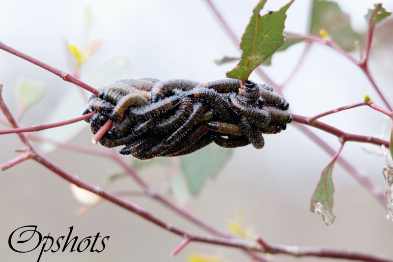 Caterpillars eating their weight in gumleaves