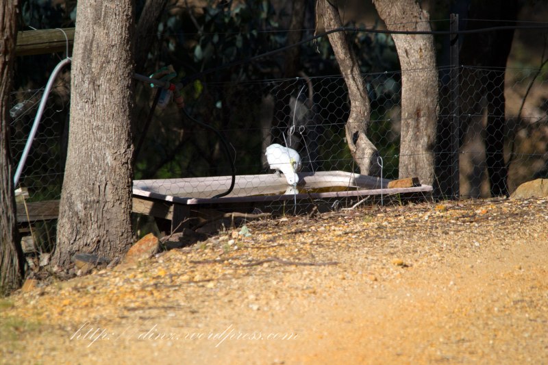 A Cockatoo having a cheeky drink from the sheeps water