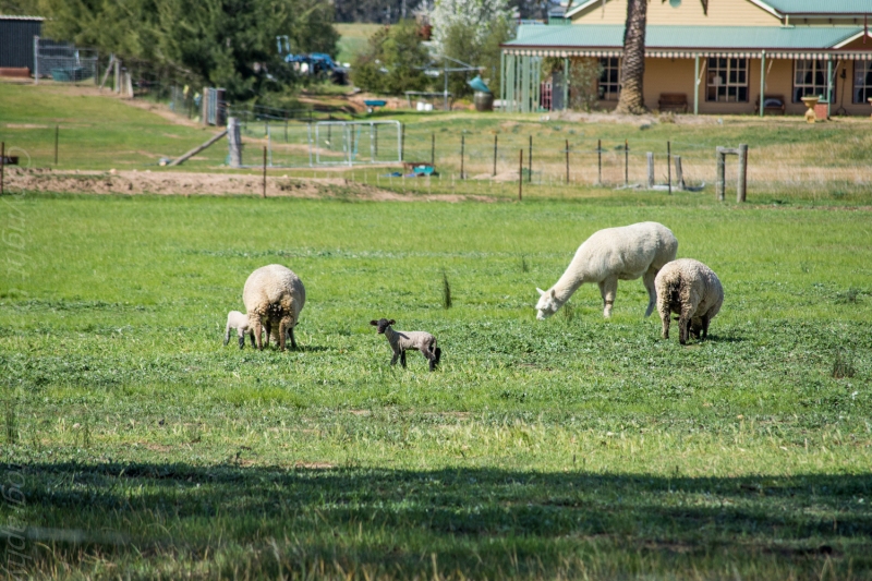 I made a Uturn so i could take this shot.i was so happy to see these sweet lambs