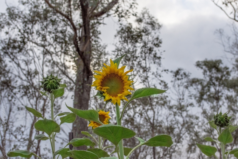 DSC_0544_sunflowers