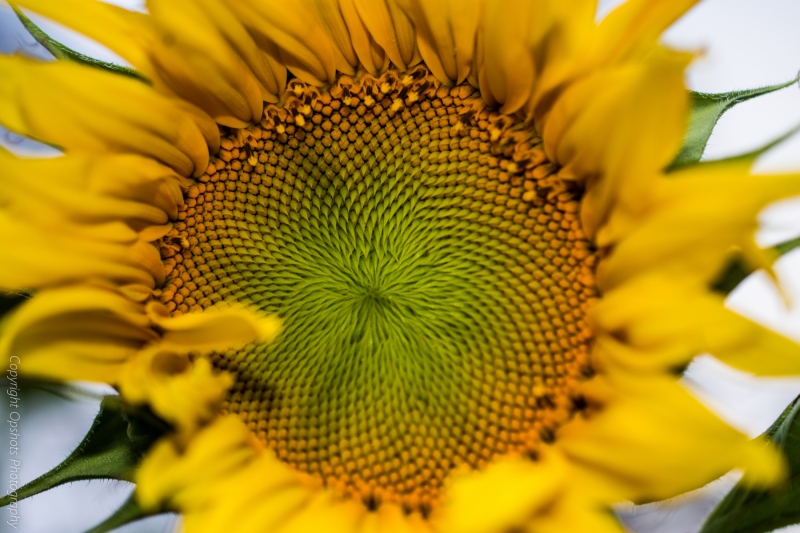 DSC_0550_sunflowers