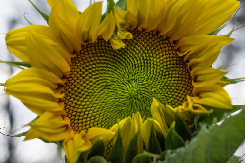 DSC_0555_sunflowers