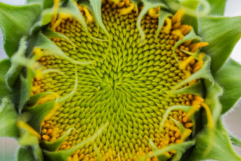 DSC_0557_sunflower