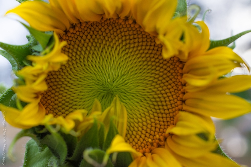 DSC_0559_sunflower