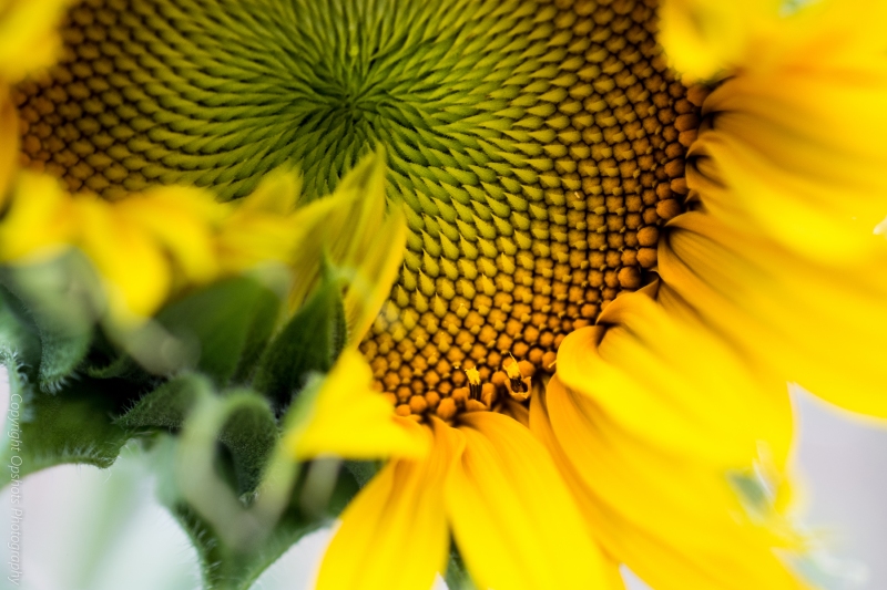 DSC_0562_sunbflower