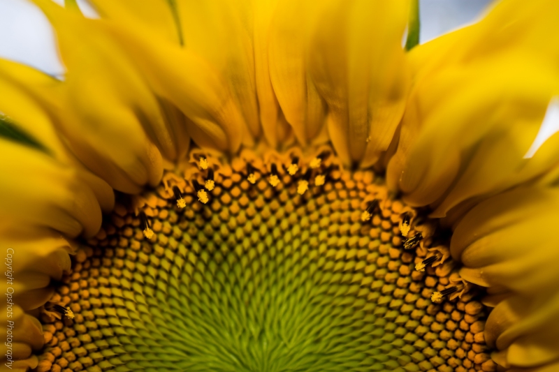 DSC_0566_sunflower